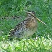 Pin-tailed Snipe