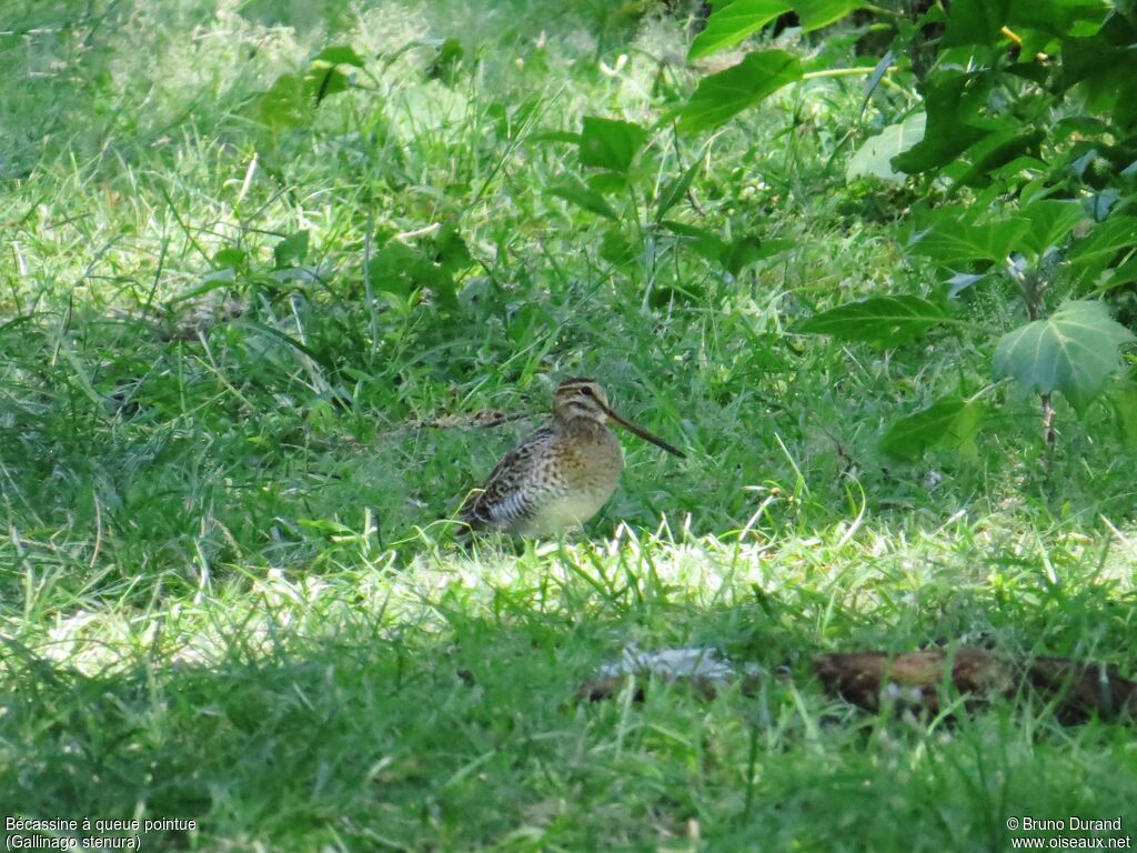 Pin-tailed Snipe, identification, Behaviour