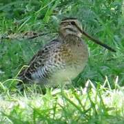 Pin-tailed Snipe