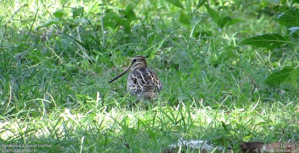 Pin-tailed Snipe, identification, Behaviour