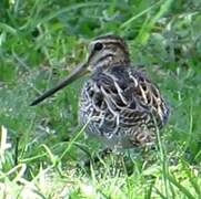 Pin-tailed Snipe