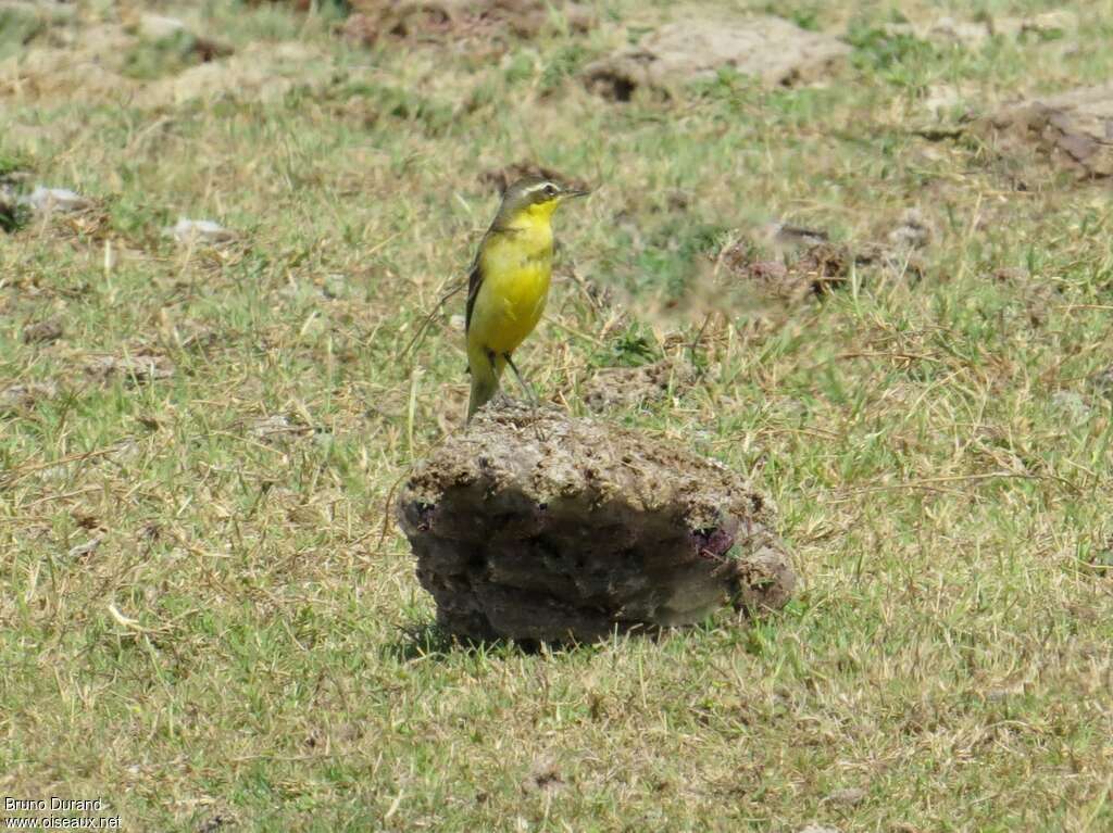 Eastern Yellow Wagtailadult post breeding, identification, Behaviour