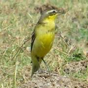 Eastern Yellow Wagtail