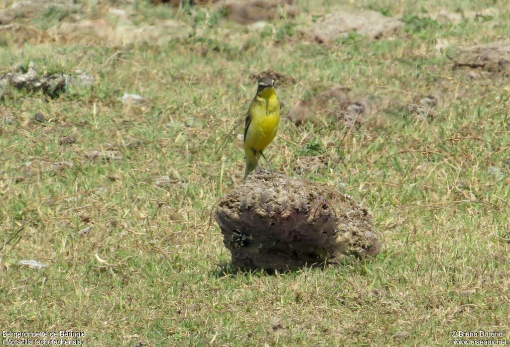 Eastern Yellow Wagtailadult post breeding, identification, Behaviour