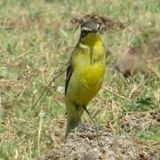 Eastern Yellow Wagtail