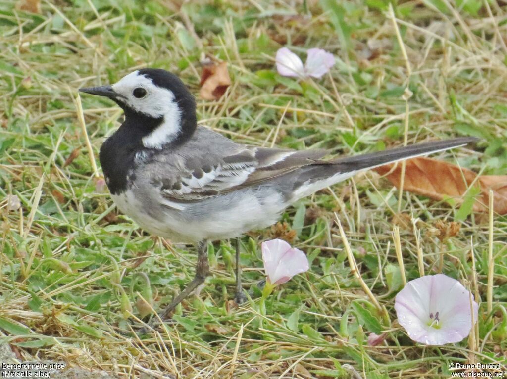 White Wagtail male adult breeding, identification