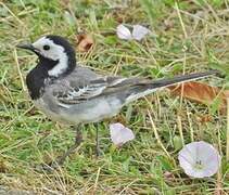 White Wagtail