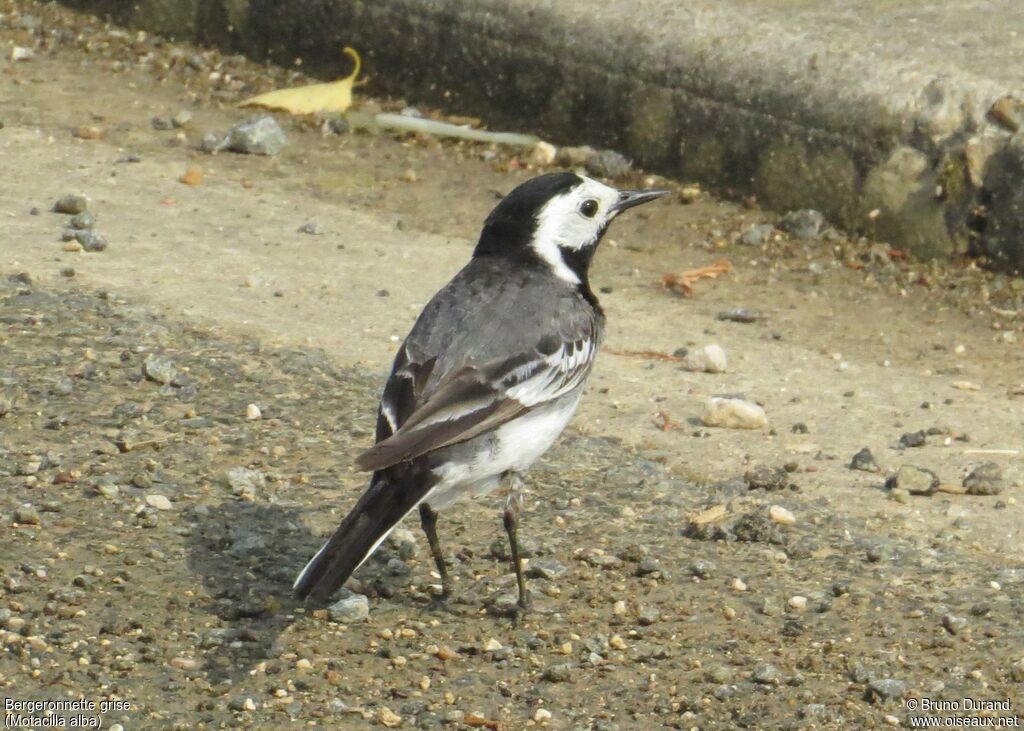 White Wagtail male adult breeding, identification