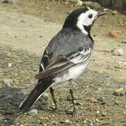 White Wagtail