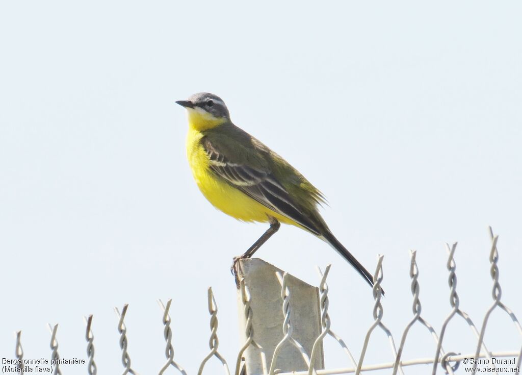 Western Yellow Wagtailadult, identification, Behaviour