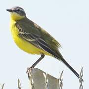 Western Yellow Wagtail