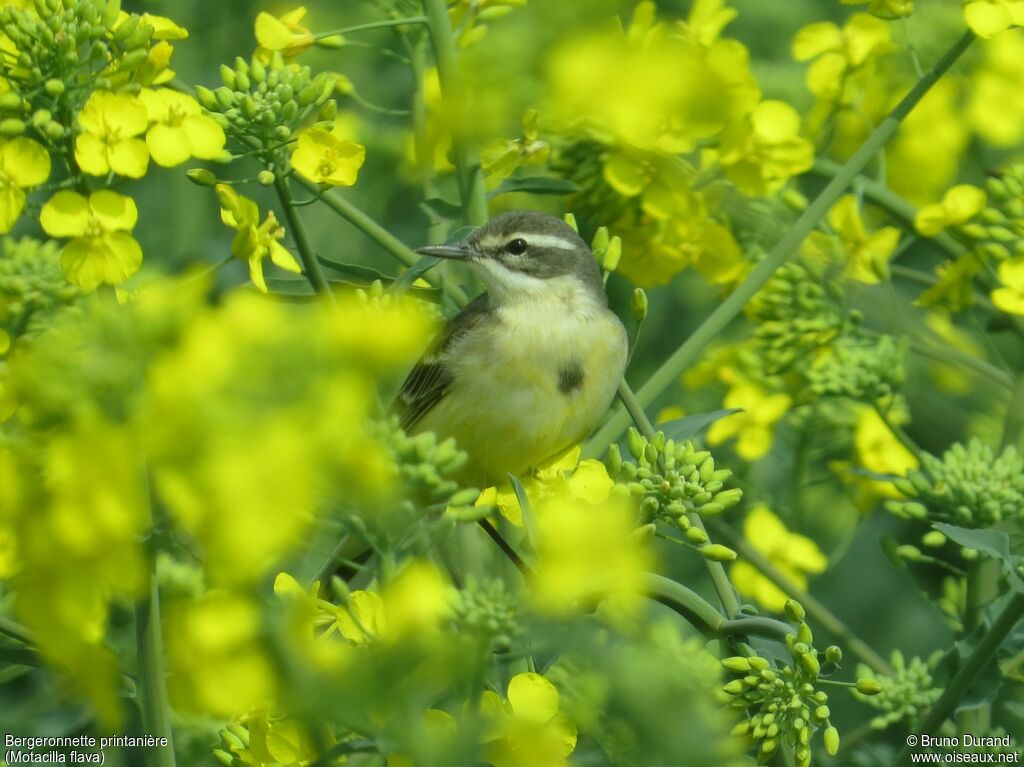 Western Yellow Wagtailadult post breeding, identification