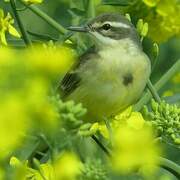 Western Yellow Wagtail