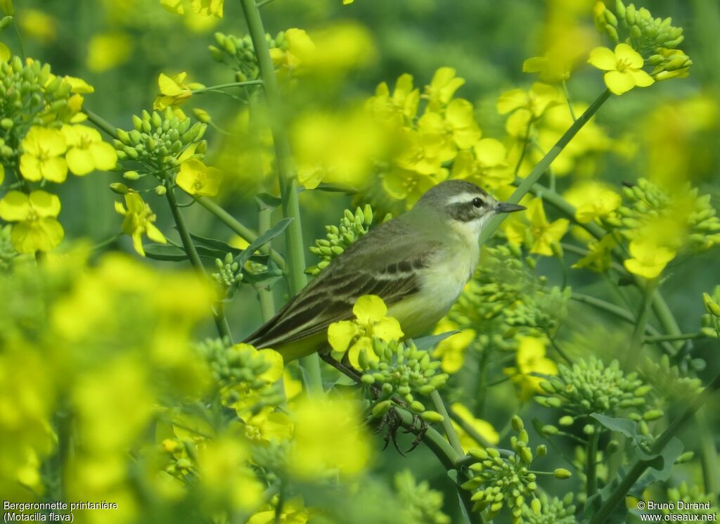 Western Yellow Wagtailadult post breeding, identification