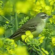 Western Yellow Wagtail