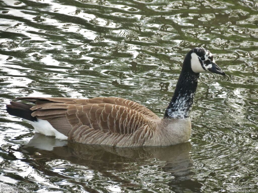 Canada Gooseadult, identification