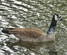 Canada Goose