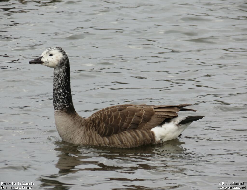 Canada Gooseadult, identification