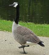 Canada Goose