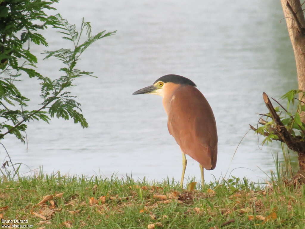 Nankeen Night Heronadult, identification, Behaviour