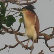 Nankeen Night Heron