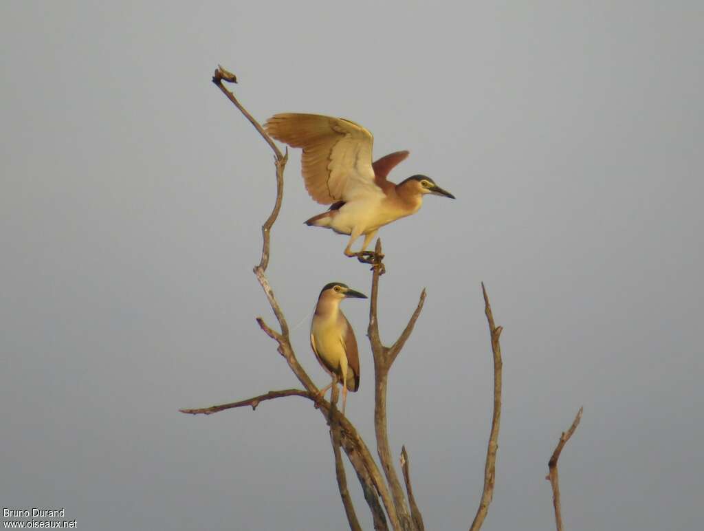 Nankeen Night Heronadult, Behaviour