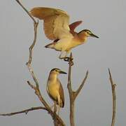 Nankeen Night Heron