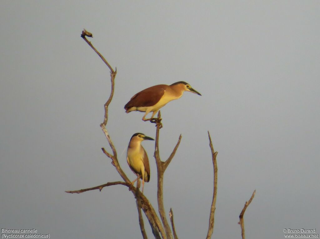 Nankeen Night Heronadult, identification, Behaviour