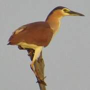 Nankeen Night Heron