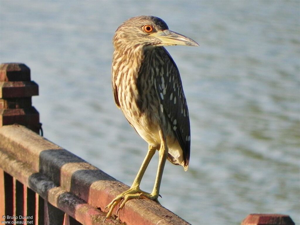 Black-crowned Night Heronimmature, Behaviour