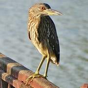 Black-crowned Night Heron