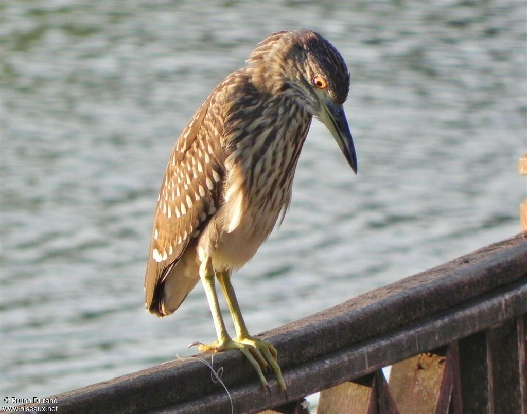 Black-crowned Night Heronimmature, Behaviour