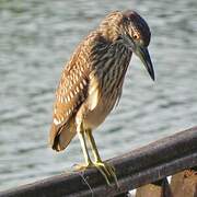 Black-crowned Night Heron