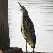 Black-crowned Night Heron