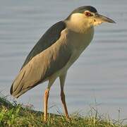 Black-crowned Night Heron