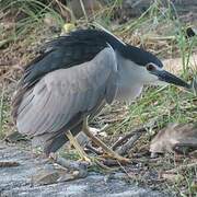 Black-crowned Night Heron