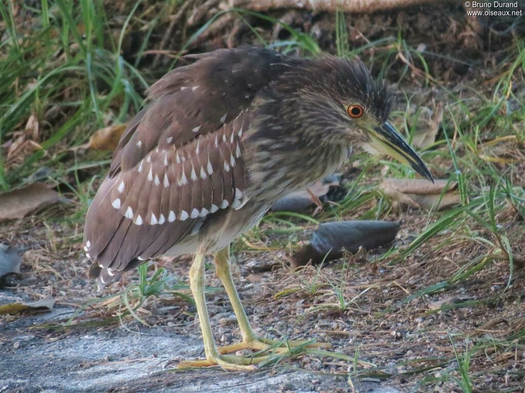 Black-crowned Night Heronjuvenile, identification, Behaviour