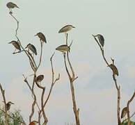 Black-crowned Night Heron