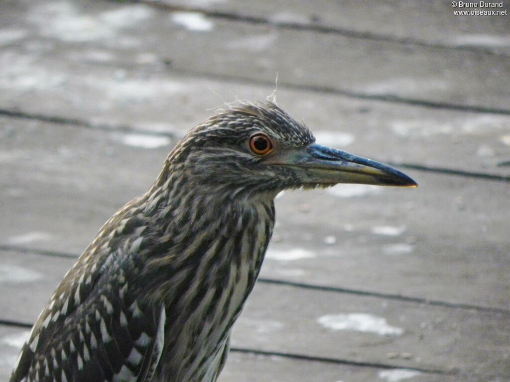 Black-crowned Night Heronimmature, identification