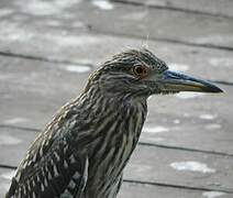 Black-crowned Night Heron