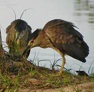 Black-crowned Night Heron