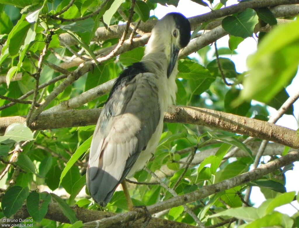 Black-crowned Night Heronadult post breeding, Behaviour