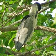 Black-crowned Night Heron