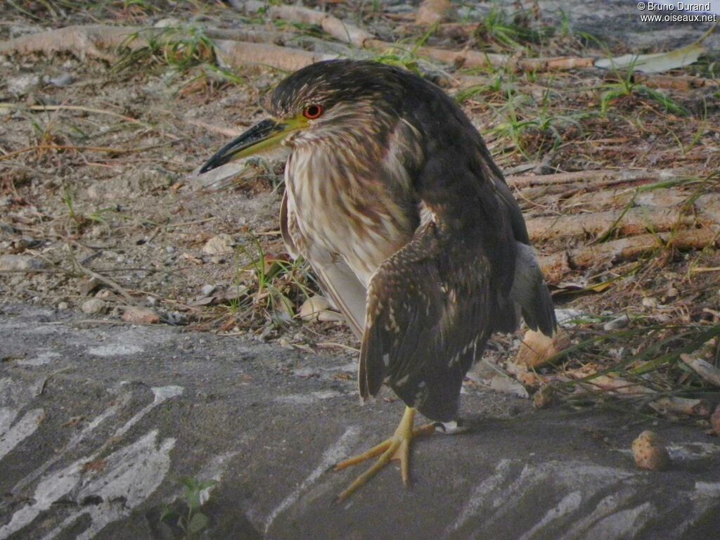 Black-crowned Night Heronimmature, identification, Behaviour