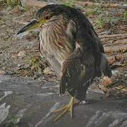 Black-crowned Night Heron