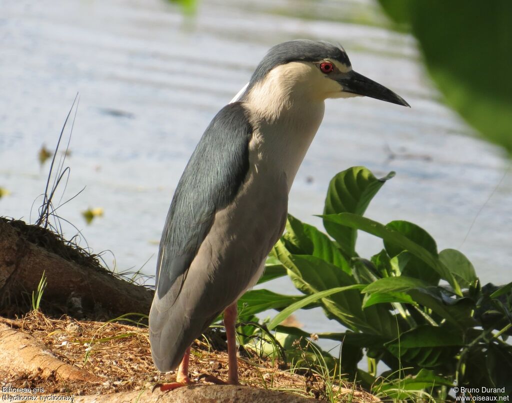 Black-crowned Night Heronadult breeding, identification