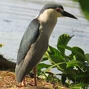 Black-crowned Night Heron