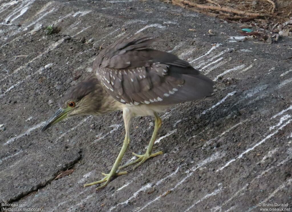 Black-crowned Night Heronimmature, identification, Behaviour