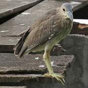 Black-crowned Night Heron