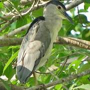 Black-crowned Night Heron